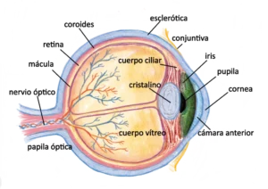 Importancia de la Anatomía del ojo en la iridología