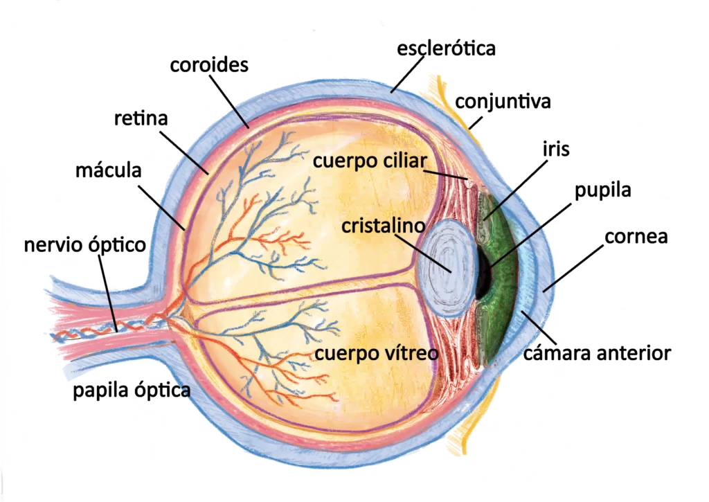 Importancia de la Anatomía del ojo en la iridología